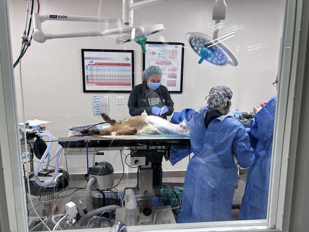 Veterinary Emergency Group Fairfax