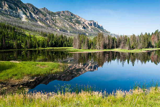Shoshone National Forest