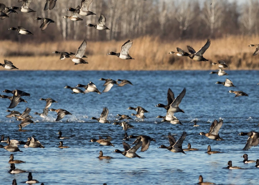 Rice Lake National Wildlife Refuge