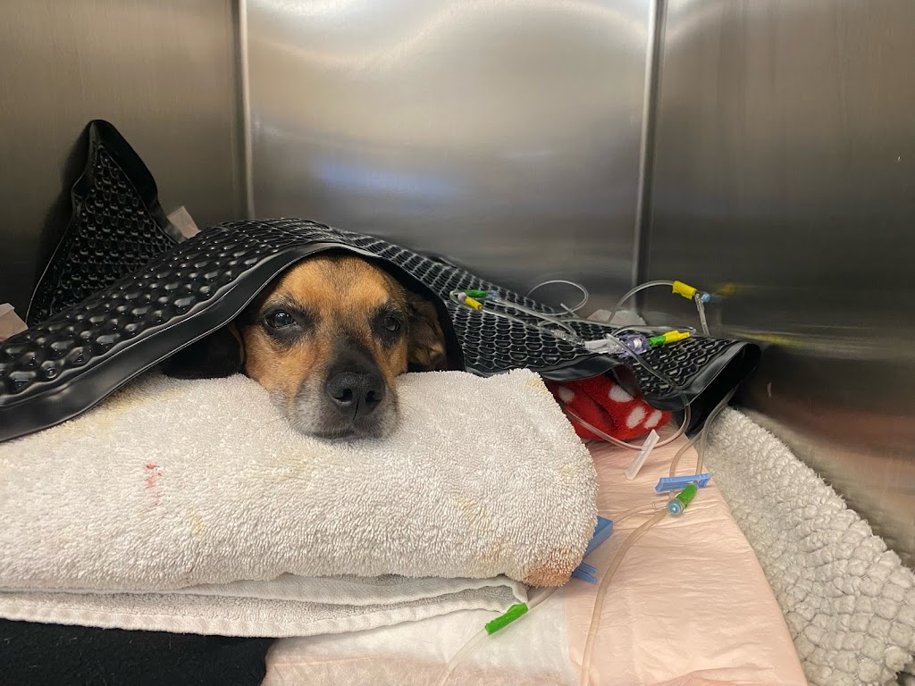 Pittsburgh Veterinary Specialty & Emergency Center