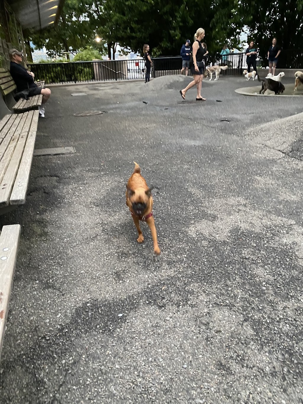 Sirius Dog Run (Battery Park City)