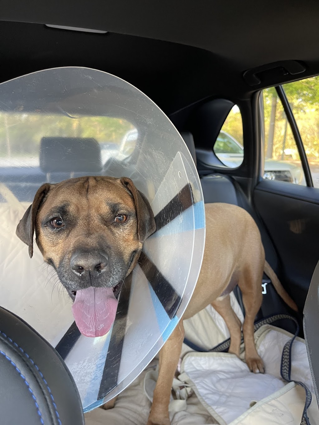BluePearl Pet Hospital Virginia Beach