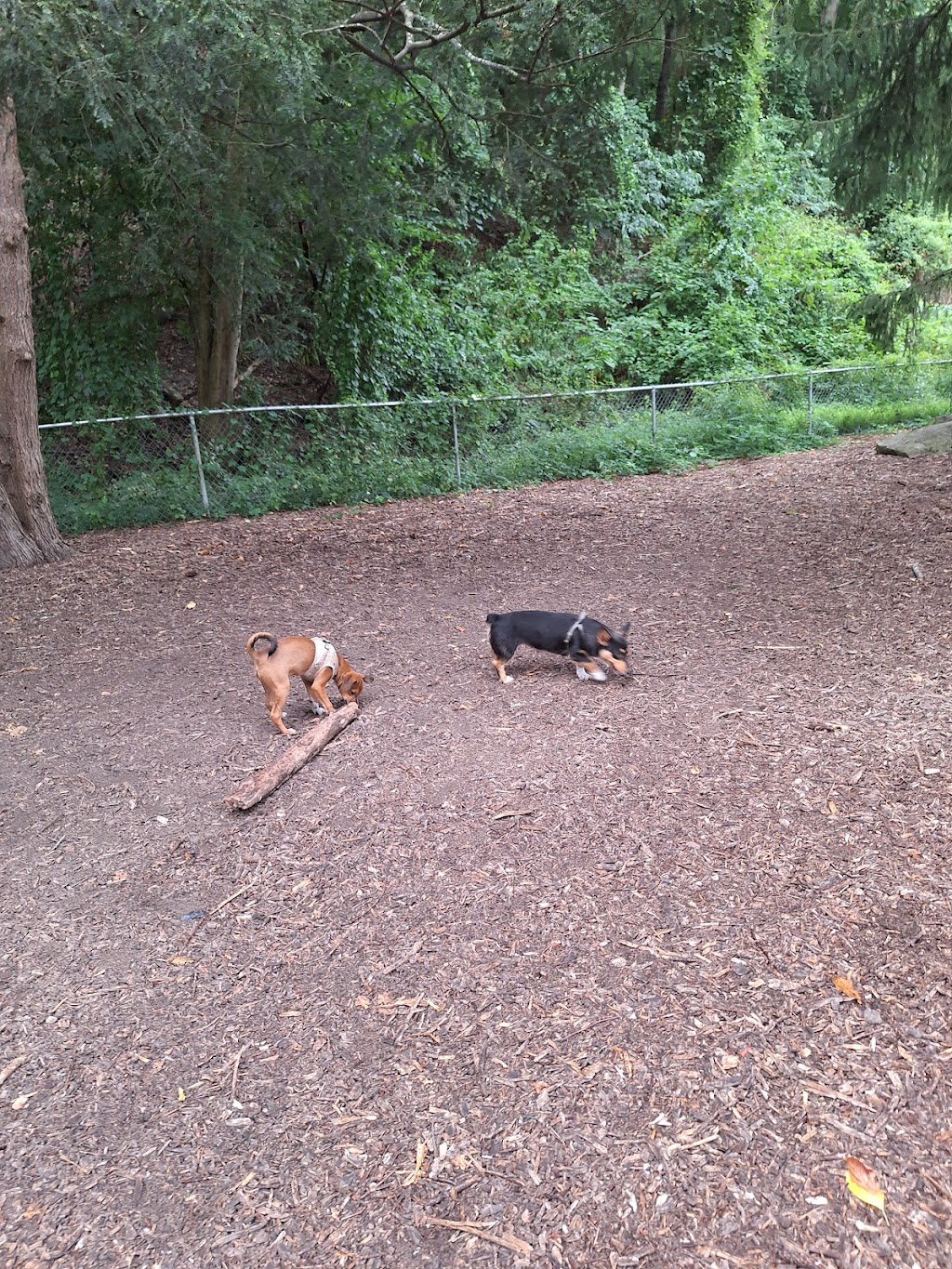Magic Island Dog Park