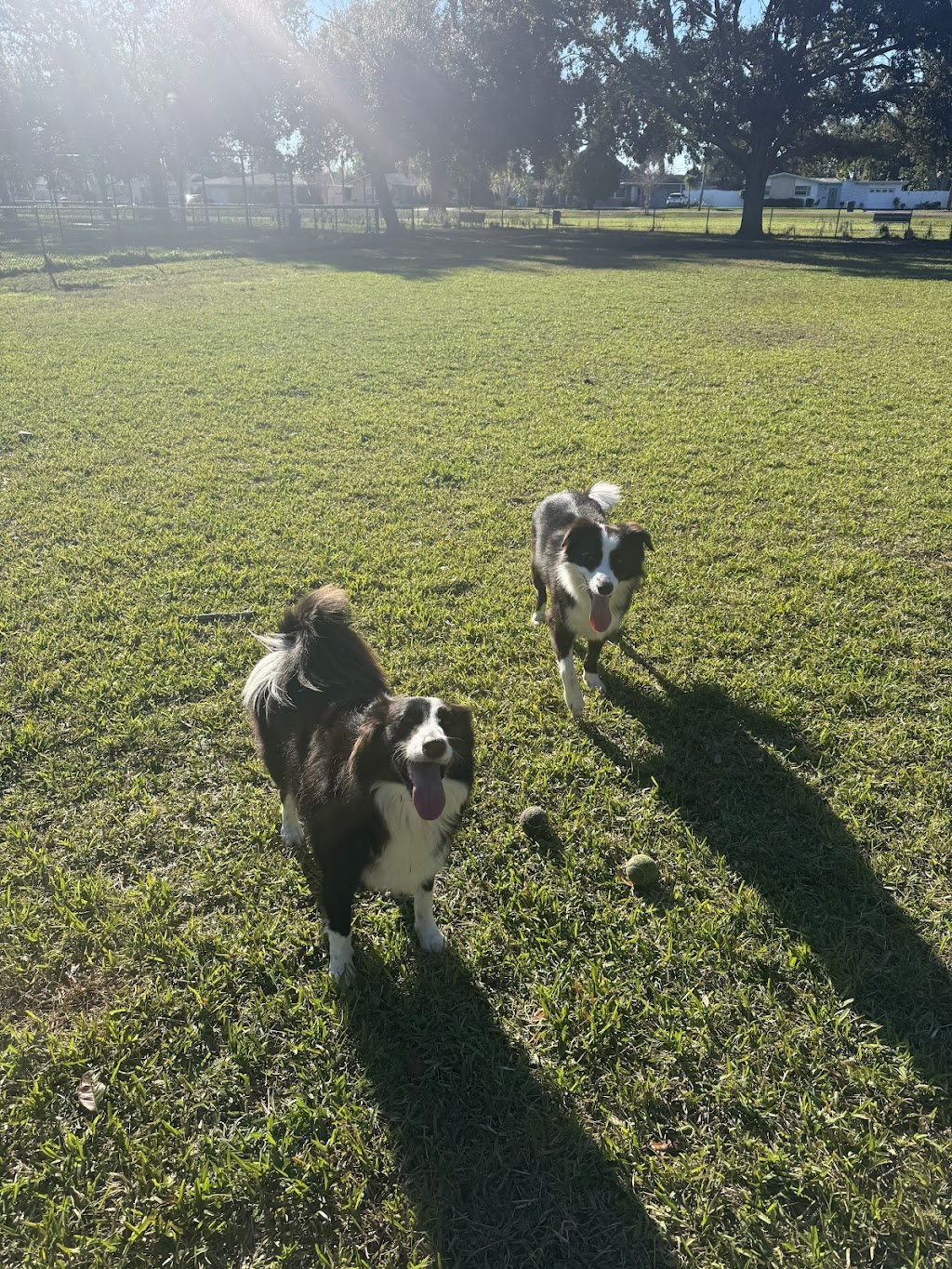 Lake Vista Dog Park