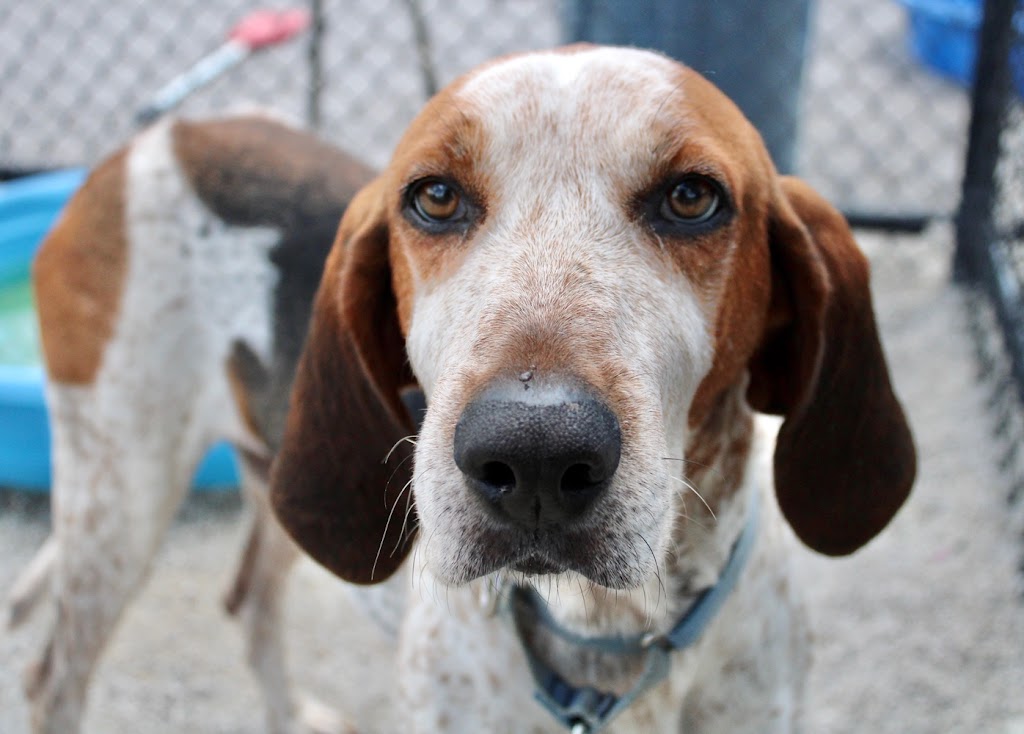 Humane Society of Greater Toledo