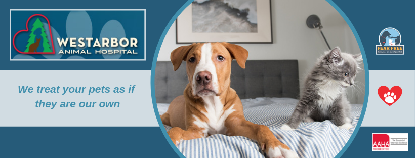 Westarbor Animal Hospital