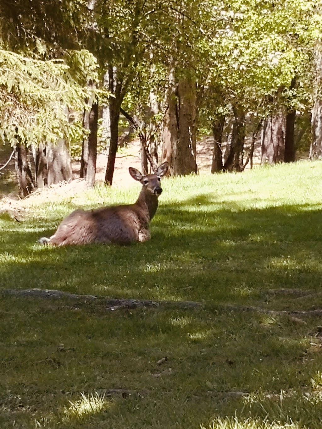 Oglebay Park