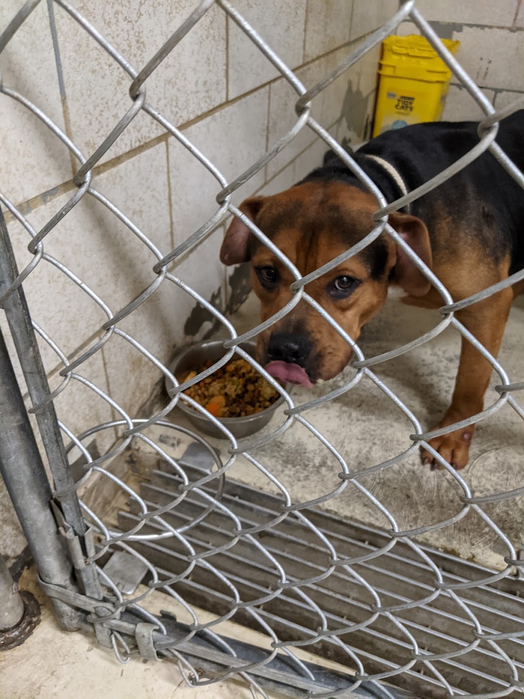 Huntington-Cabell-Wayne Animal Shelter