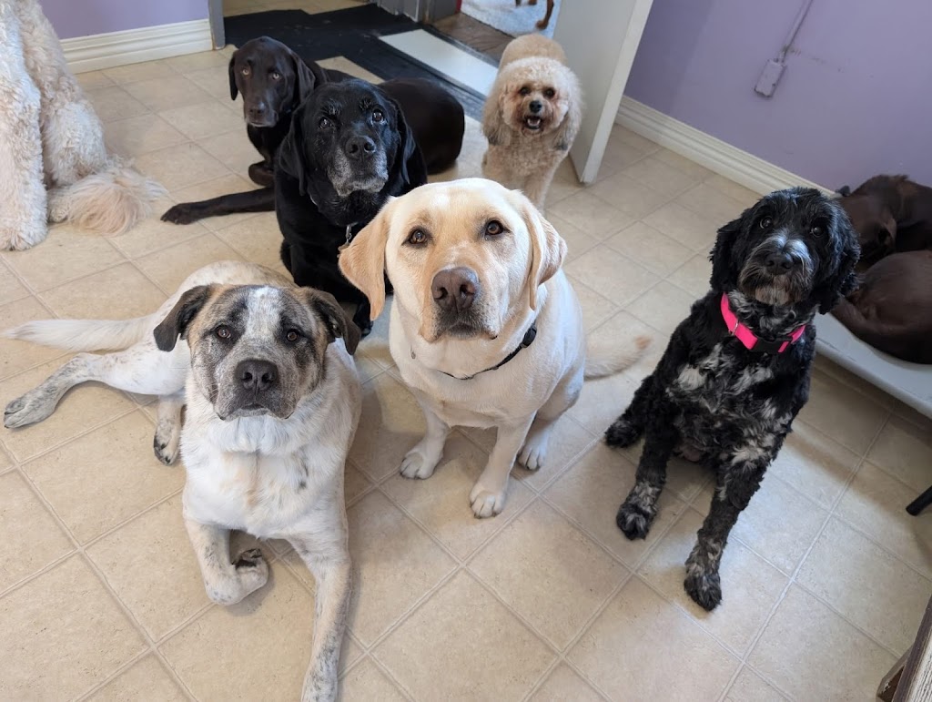 Happy Hounds Dog Day Care & Lodging