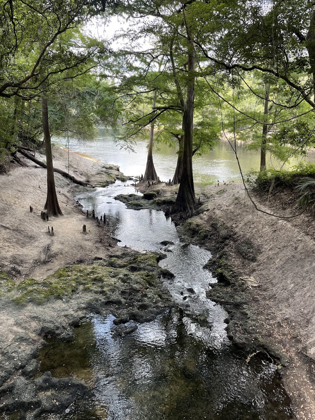 Suwannee River State Park