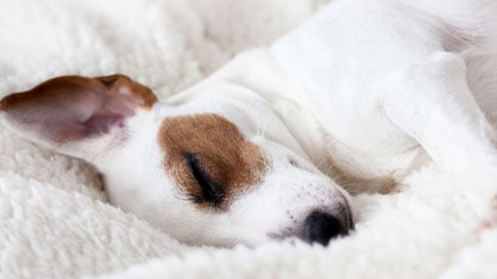 Room for Paws Pet Resort