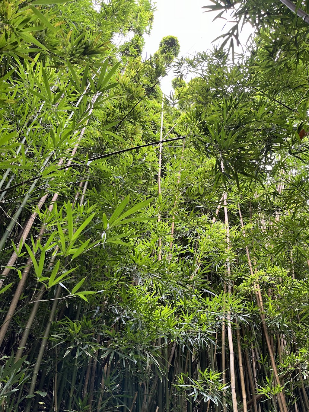 Pu'u 'Ohia Trail (Tantalus)