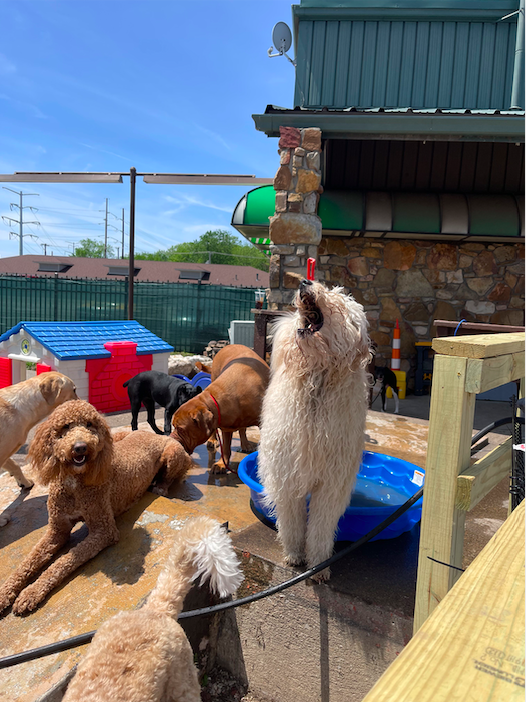 K9 Elite Dog Training & Daycare
