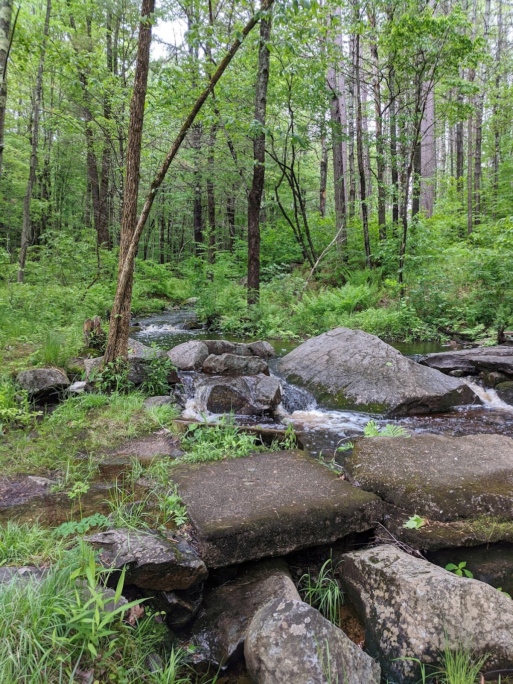 Shieling State Forest