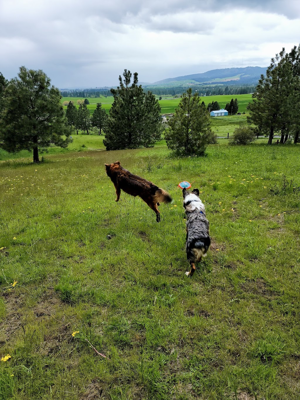 SunTrana Dog Park