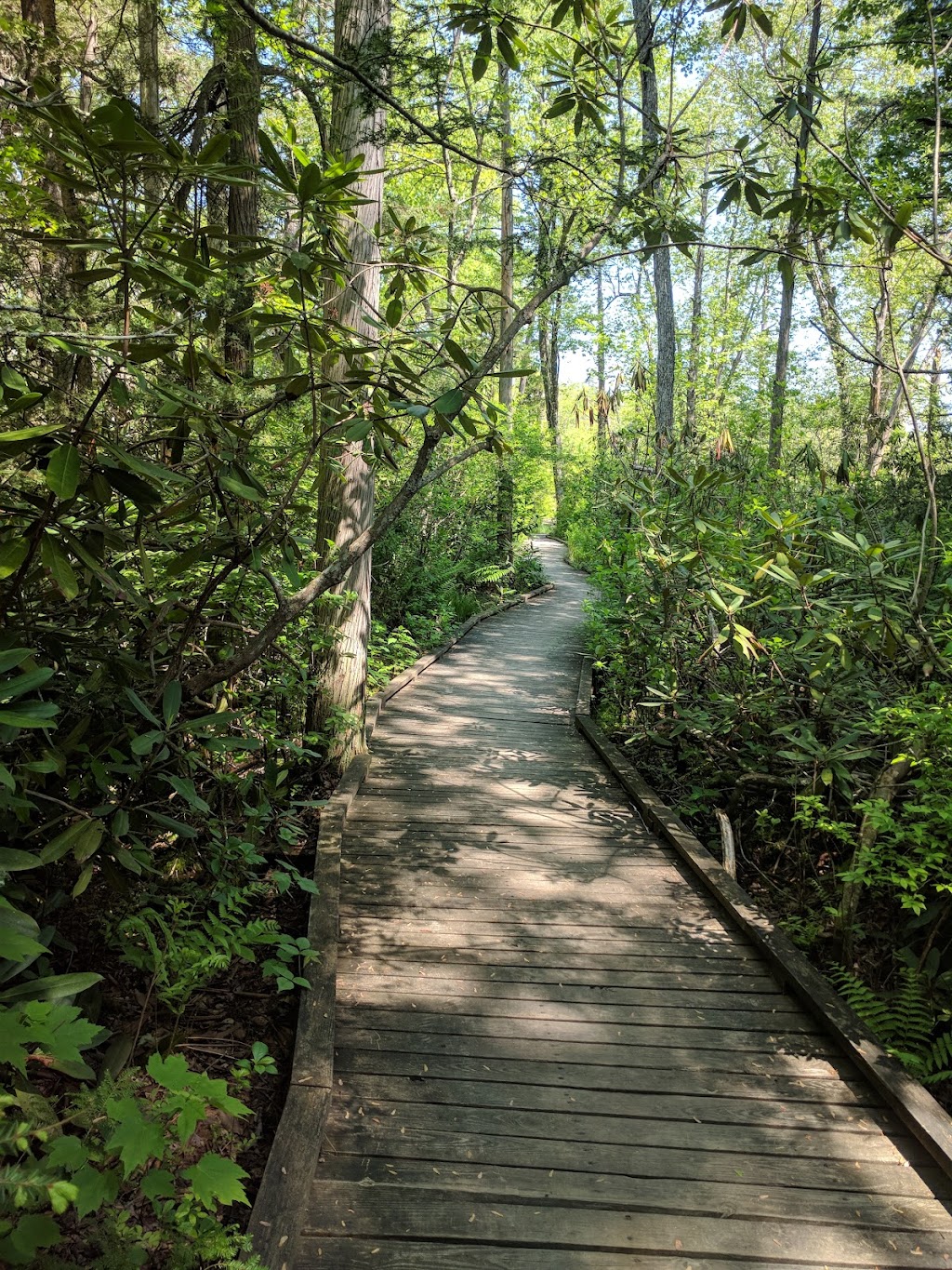Pachaug State Forest