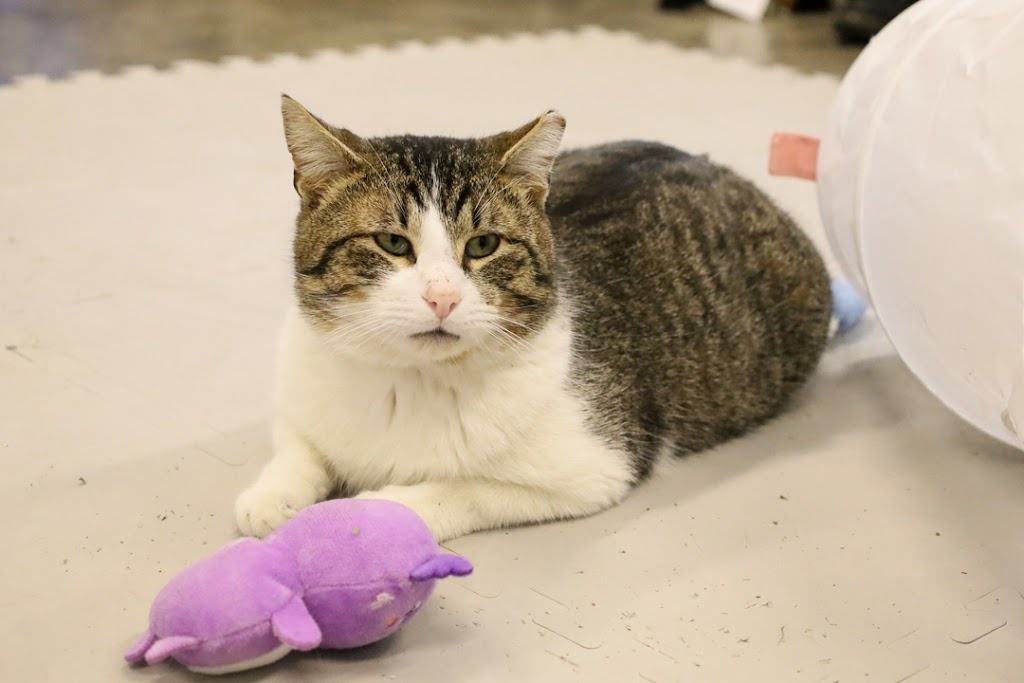 Best Friends Animal Society NWA