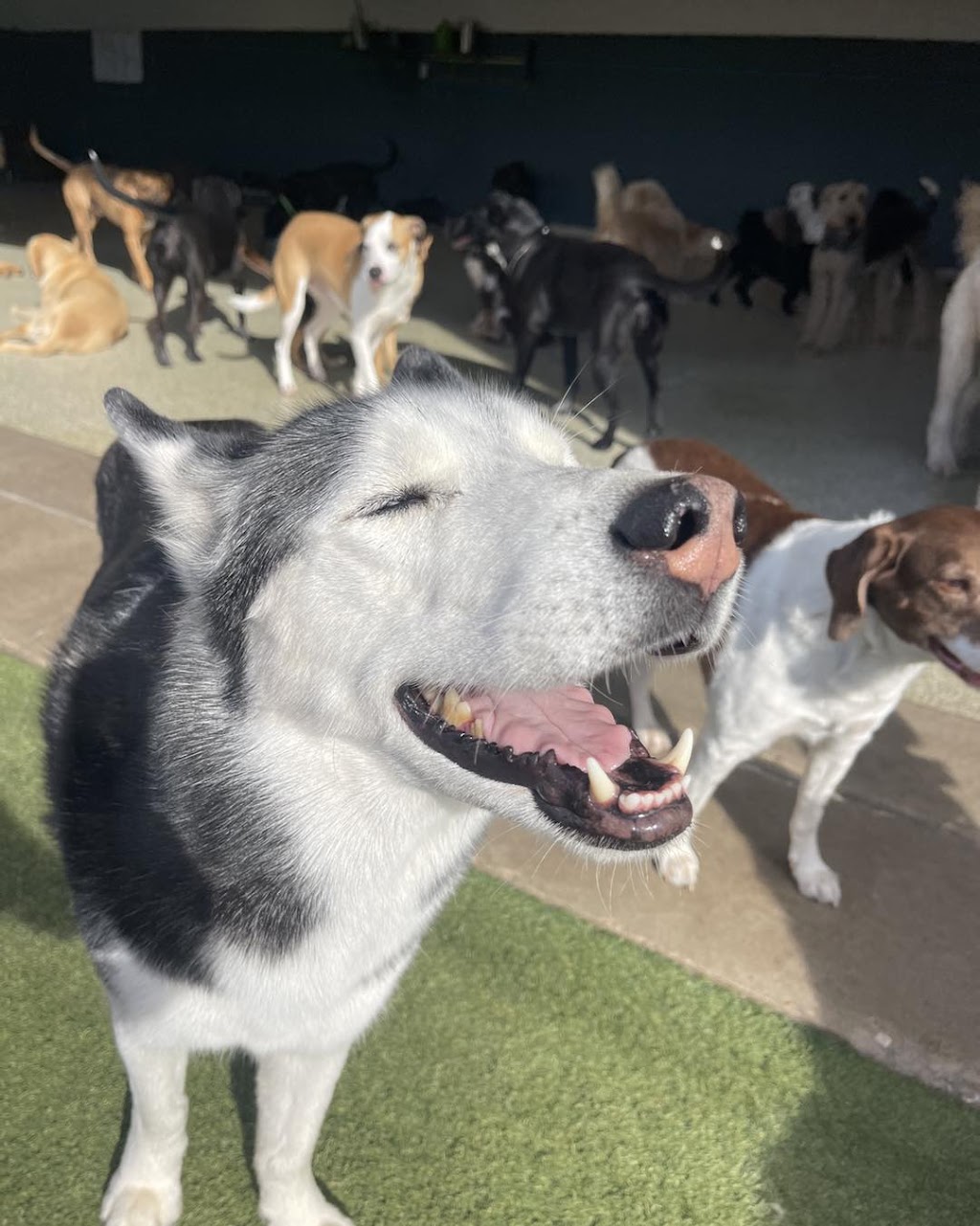 Good Dog Daycare