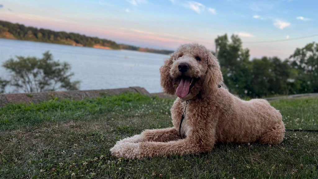 Off Leash K9 Training — Toledo
