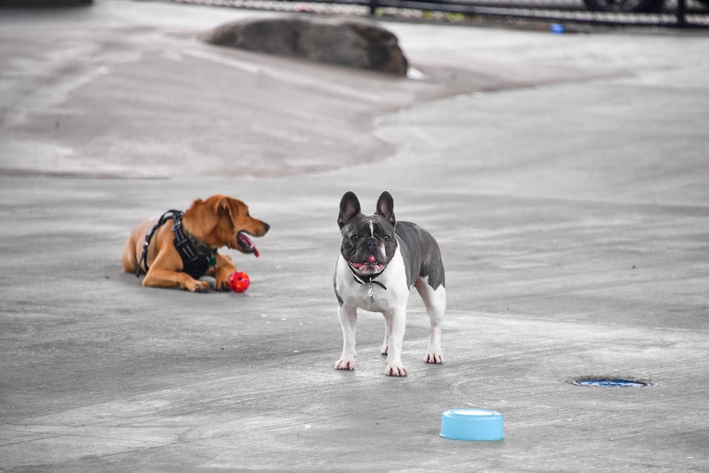 Astoria Park Dog Run