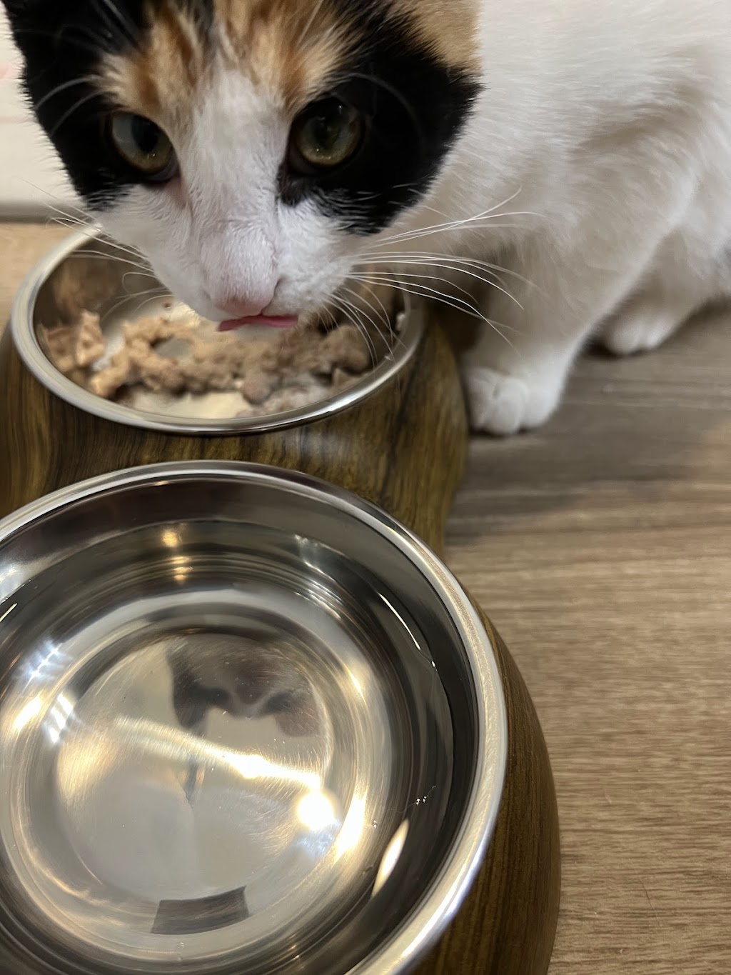 Iowa City Animal Care + Adoption Center