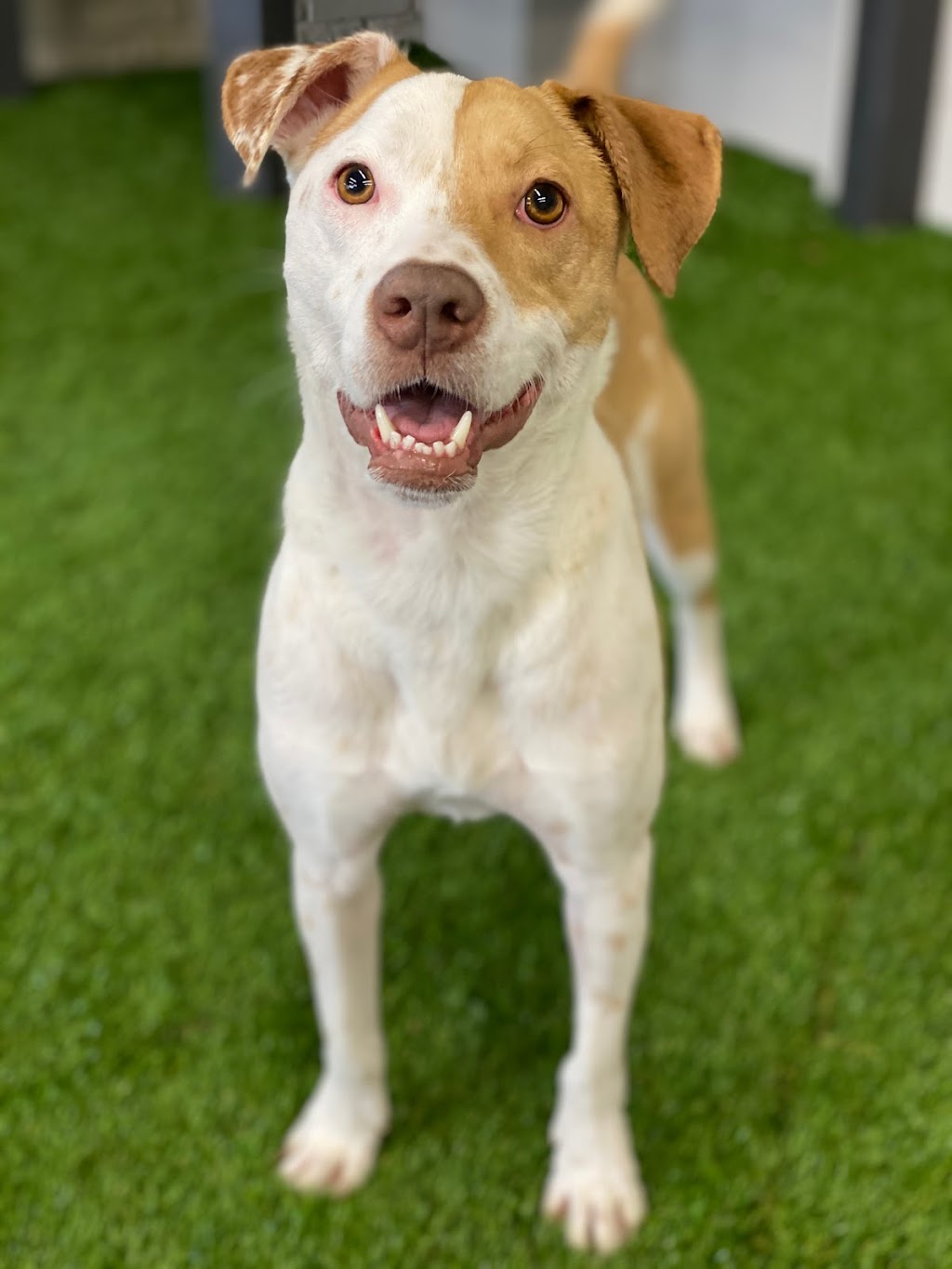 41 K9 Dog Daycare & Boarding