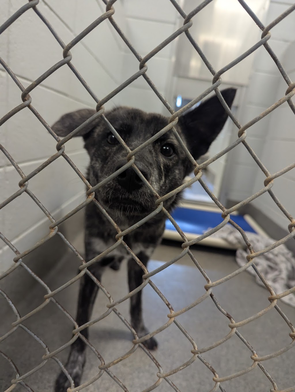 Huntsville Animal Services