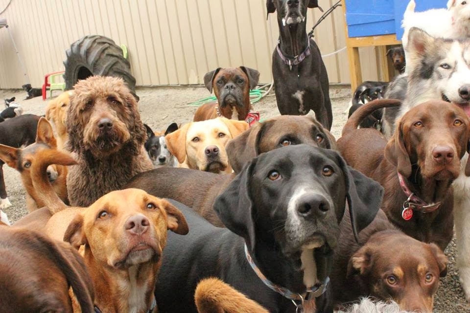 Dogs Day Out