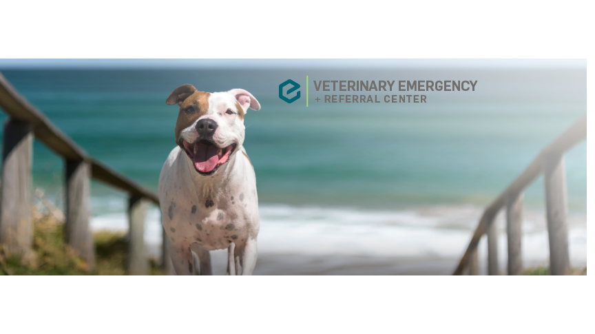 Veterinary Emergency + Referral Center (VERC)