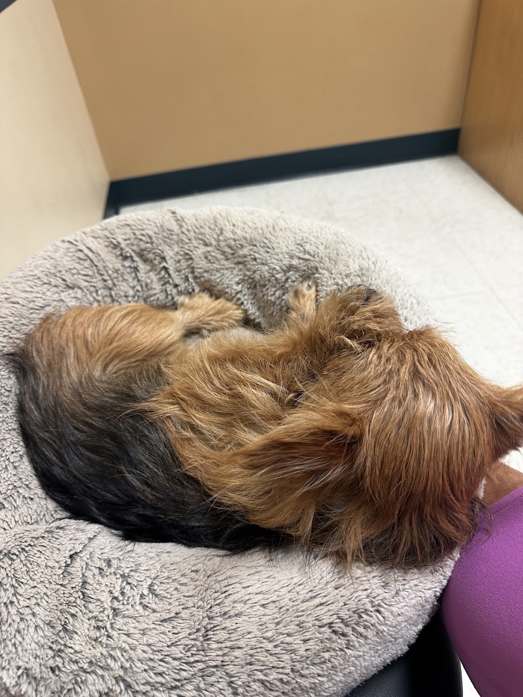 BluePearl Pet Hospital Louisville