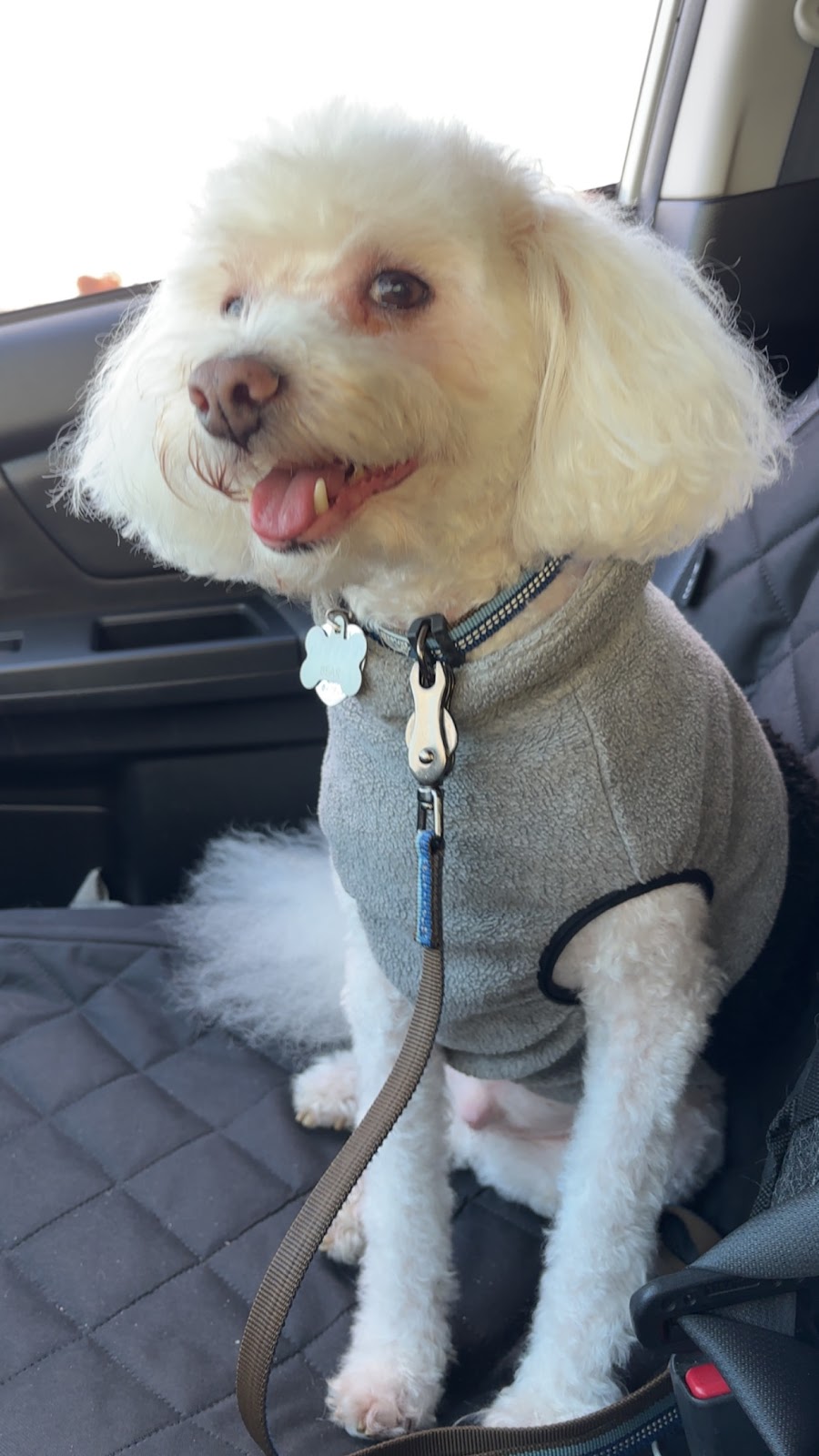 Bubbles & Bones Pet Grooming