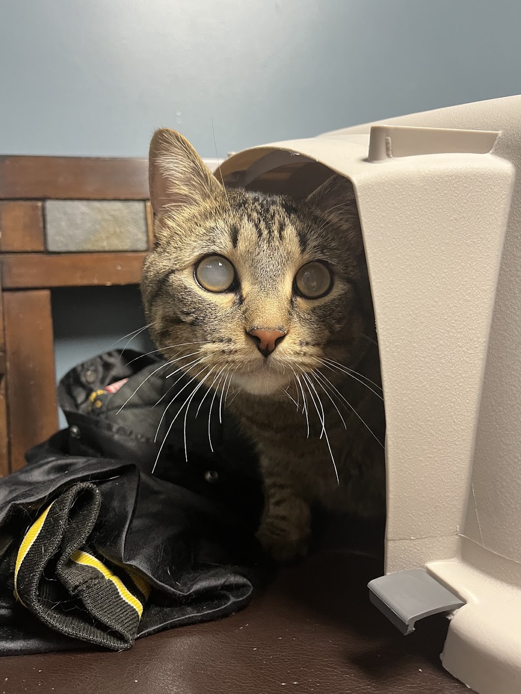 Animal Emergency & Referral Center