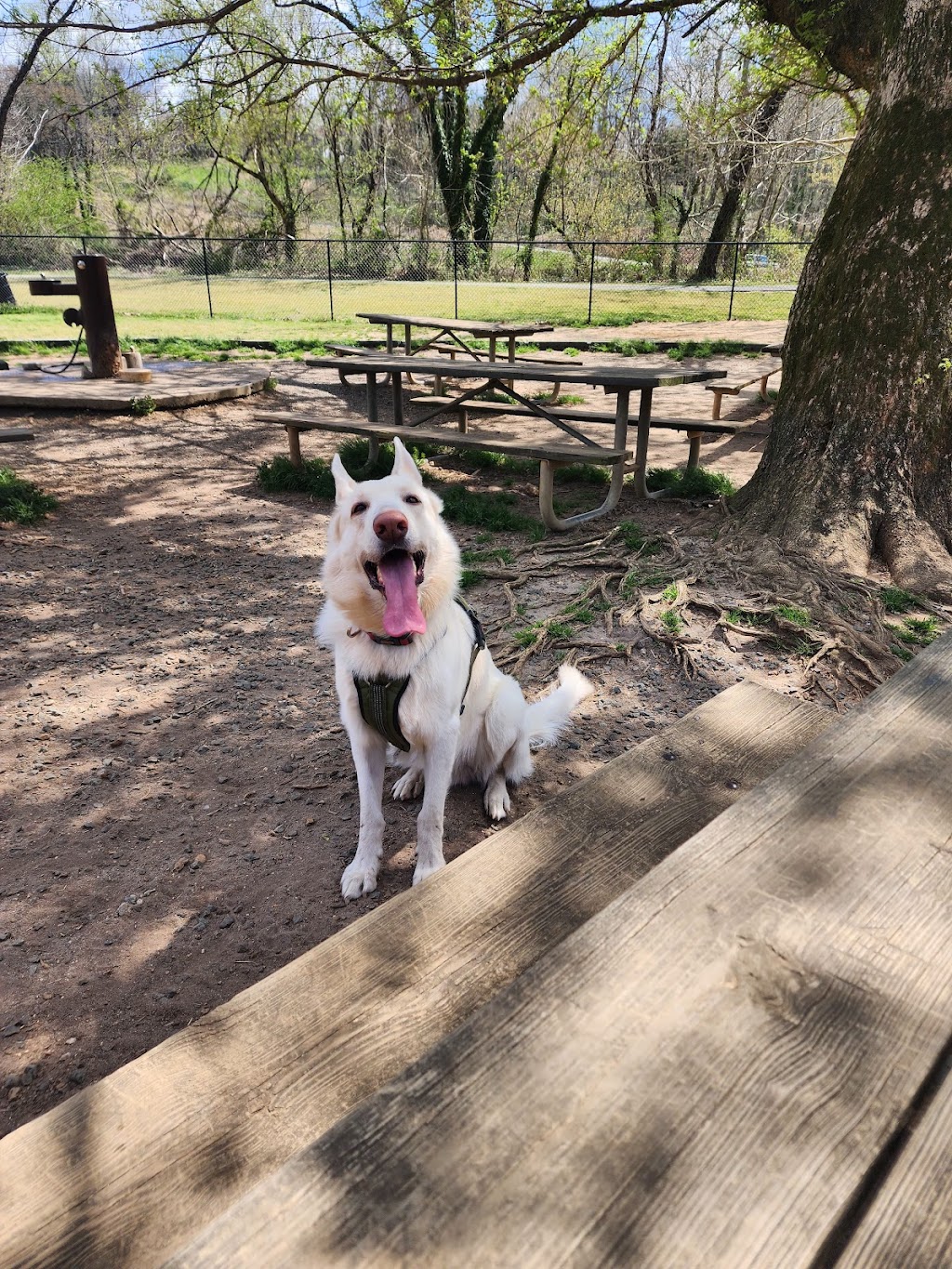 Washington Park Dog Park, Winston-Salem