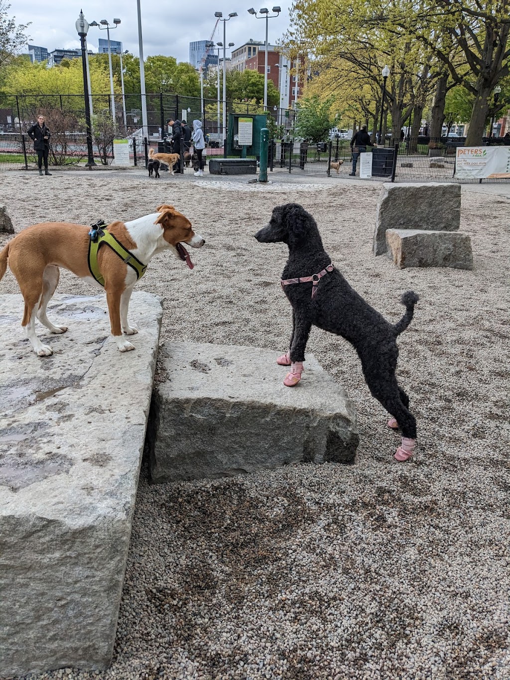 Peters Park Dog Run, Boston