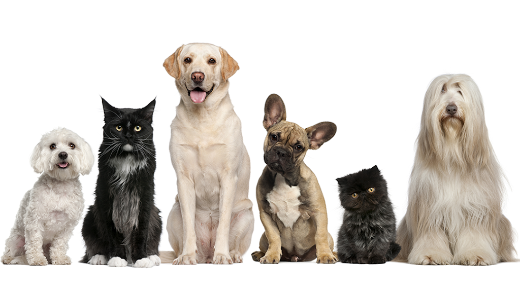 Lewis Animal Hospital