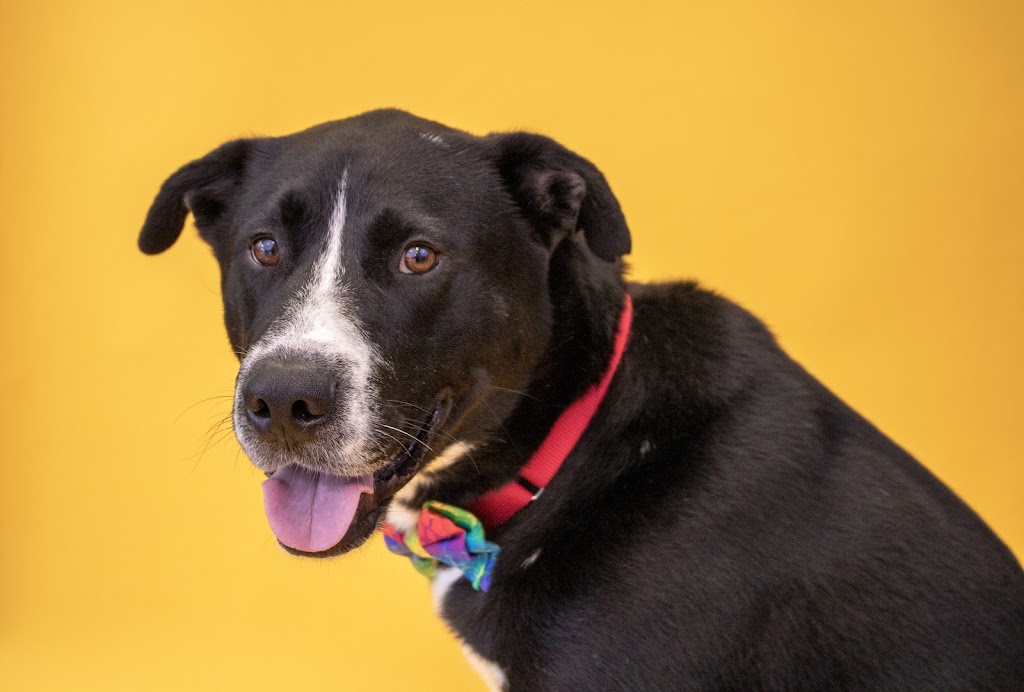 Humane Animal Partners (Rehoboth)