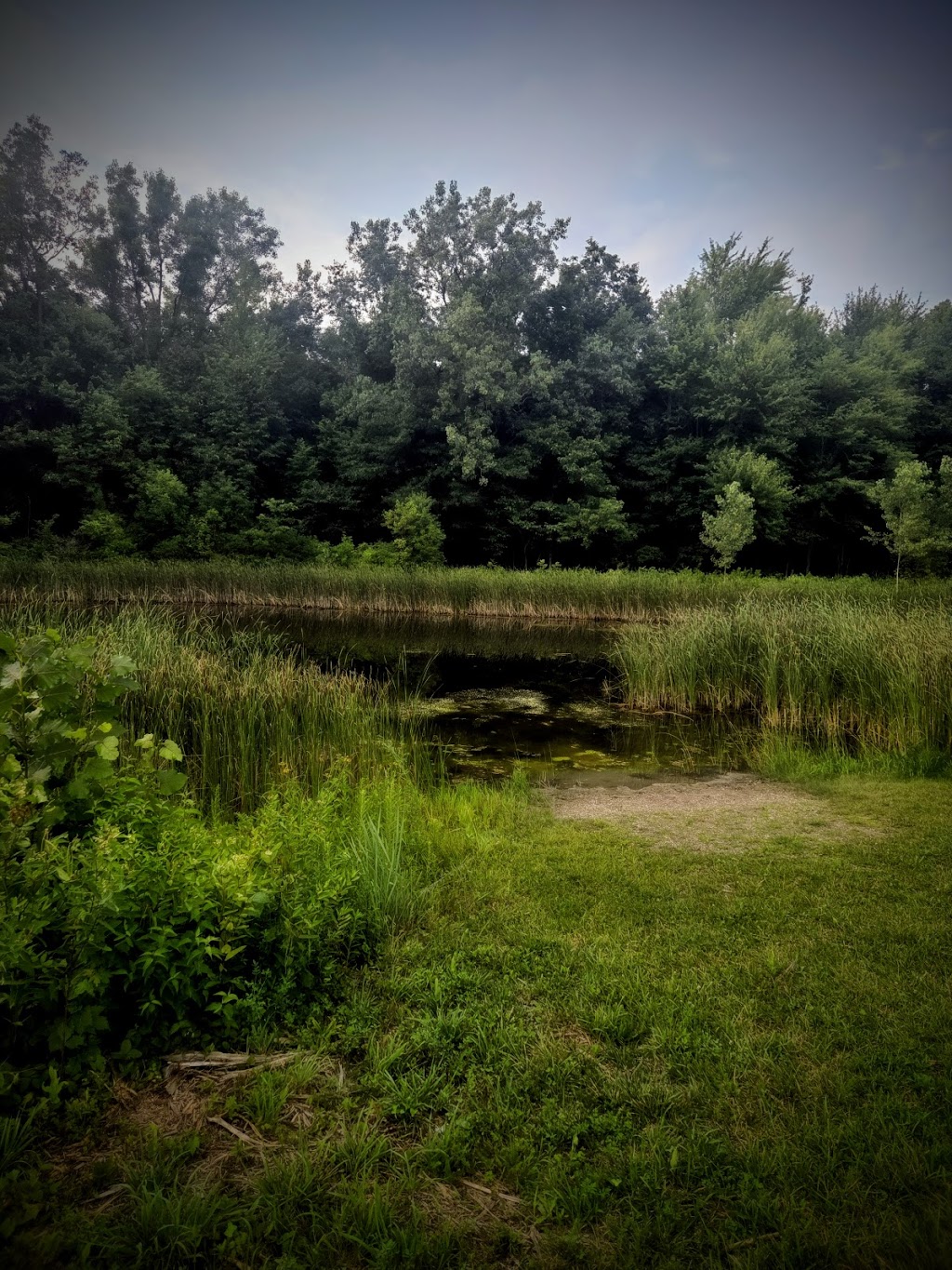 Cricket Frog Cove