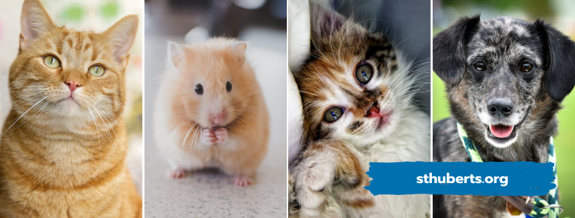 St. Hubert's Animal Welfare Center