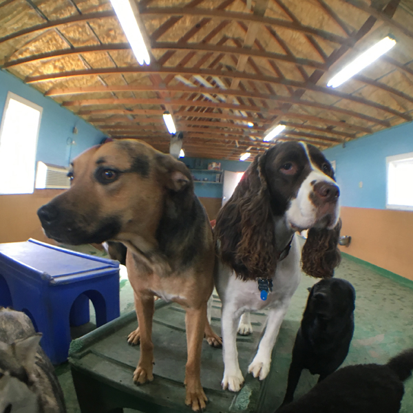 Pampered Paws Pet Retreat