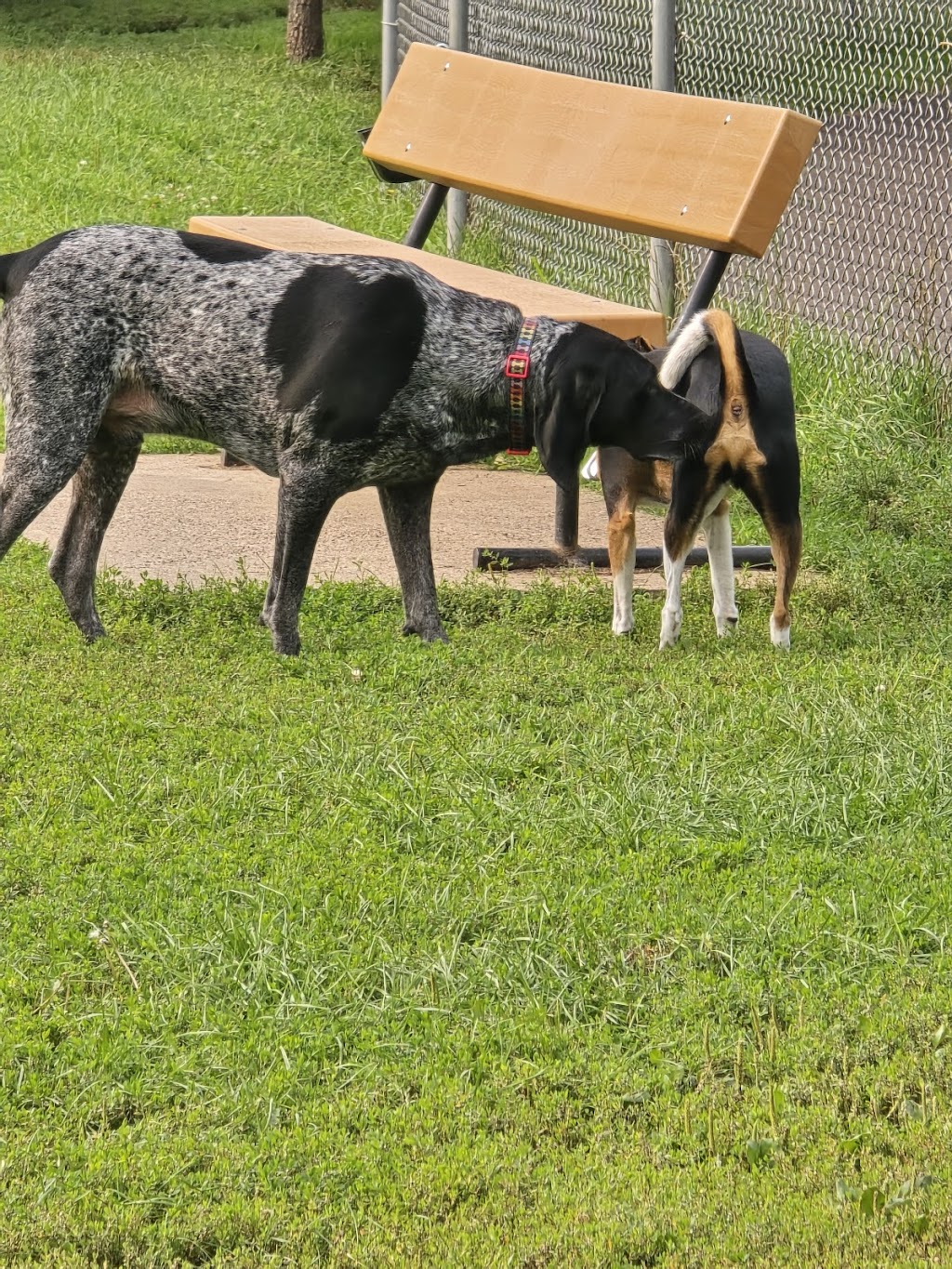 Keene Creek Off-Leash Dog Park