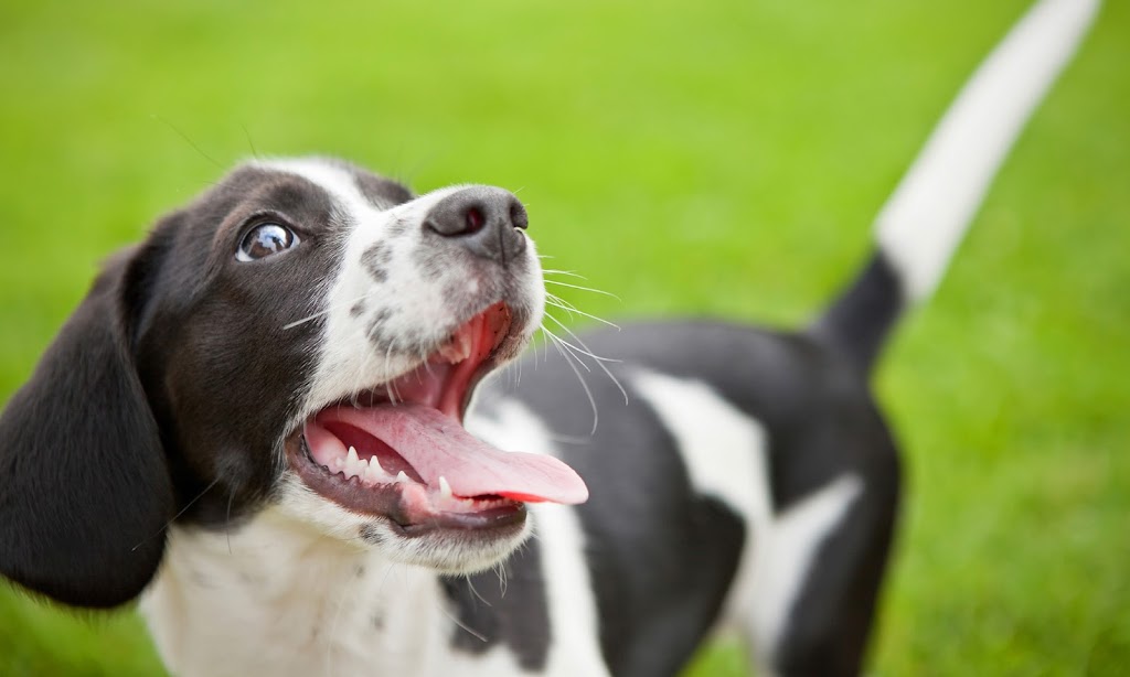 Pet Emergency Center, Westover