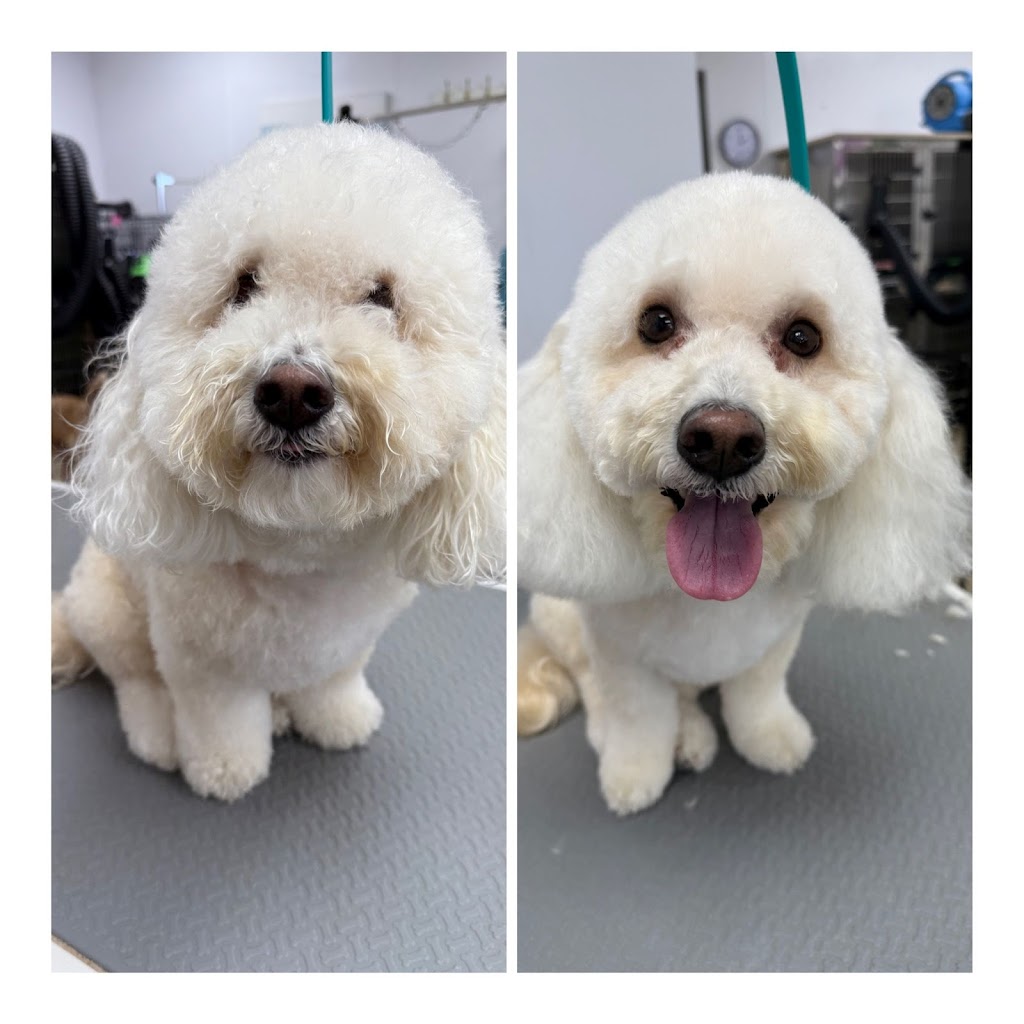 Bark Mitzvah Pet Salon