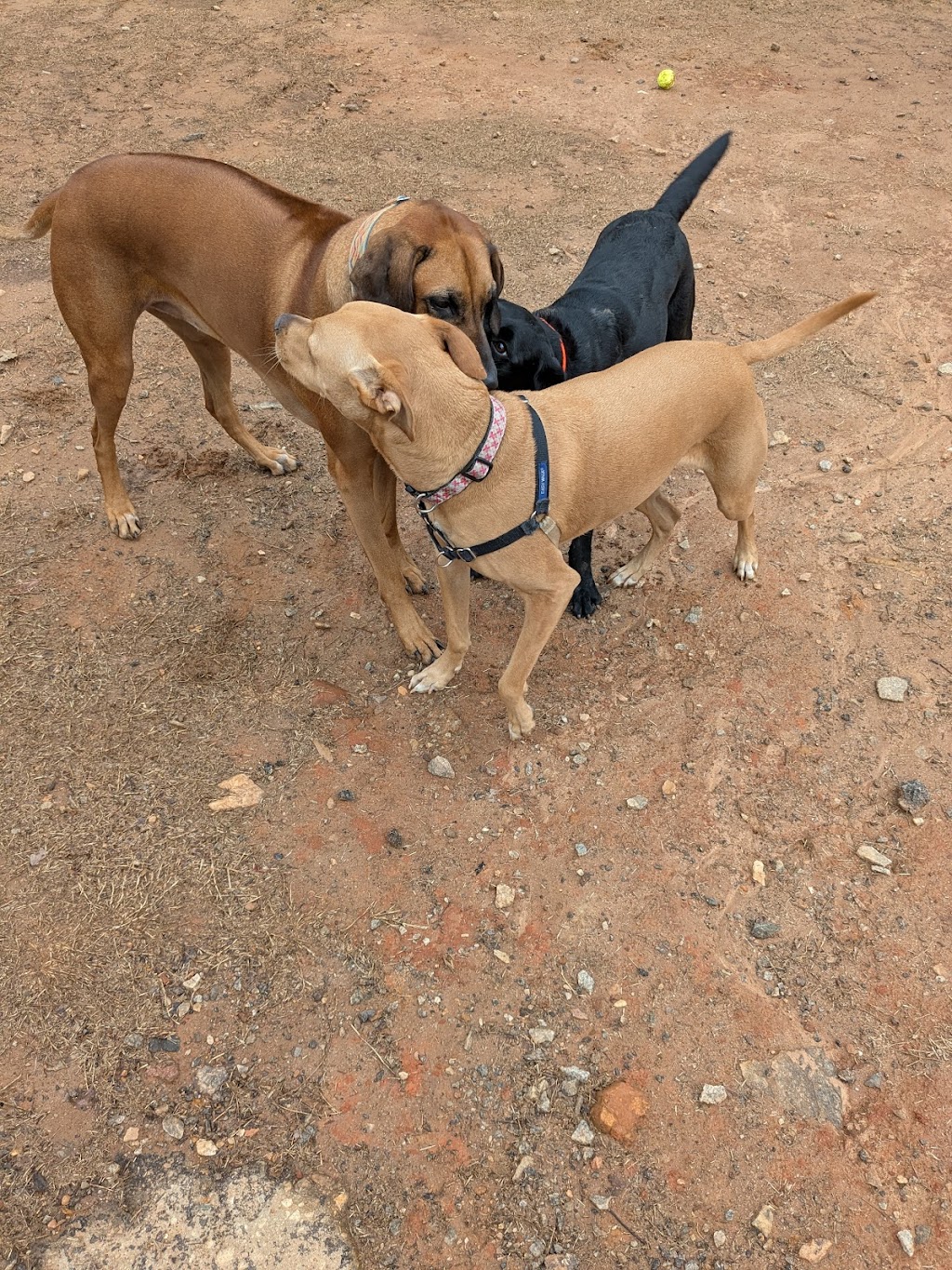 Chastain Park PAWS Dog Park