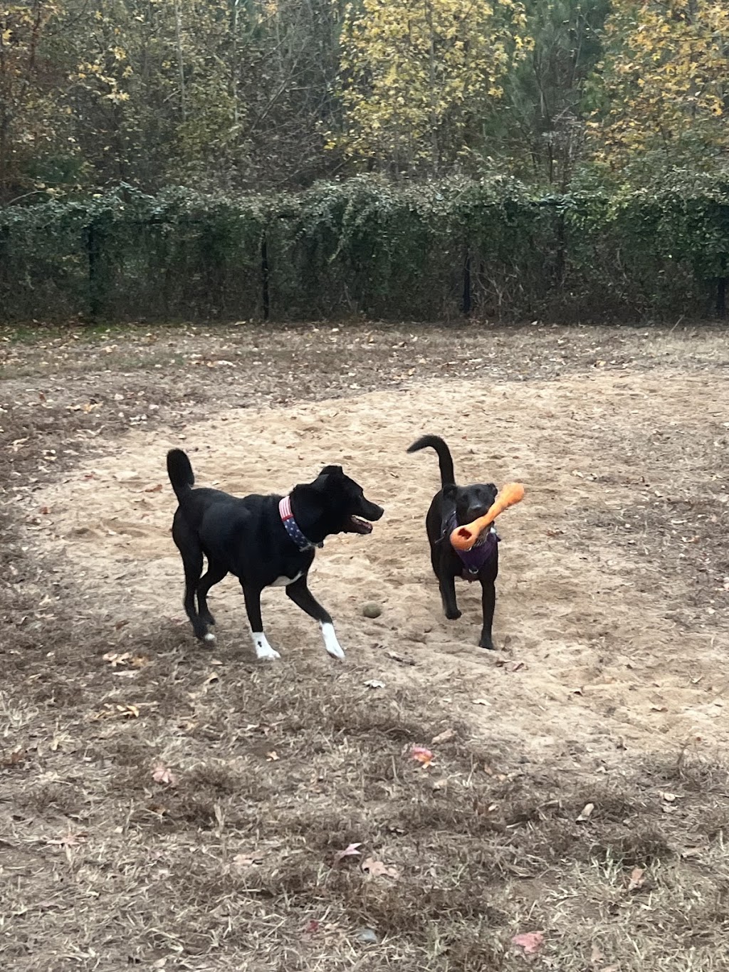 Southern Community Park Dog Park