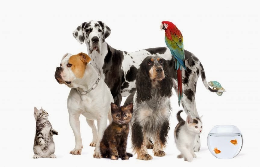 Veterinary Emergency Group — Ann Arbor