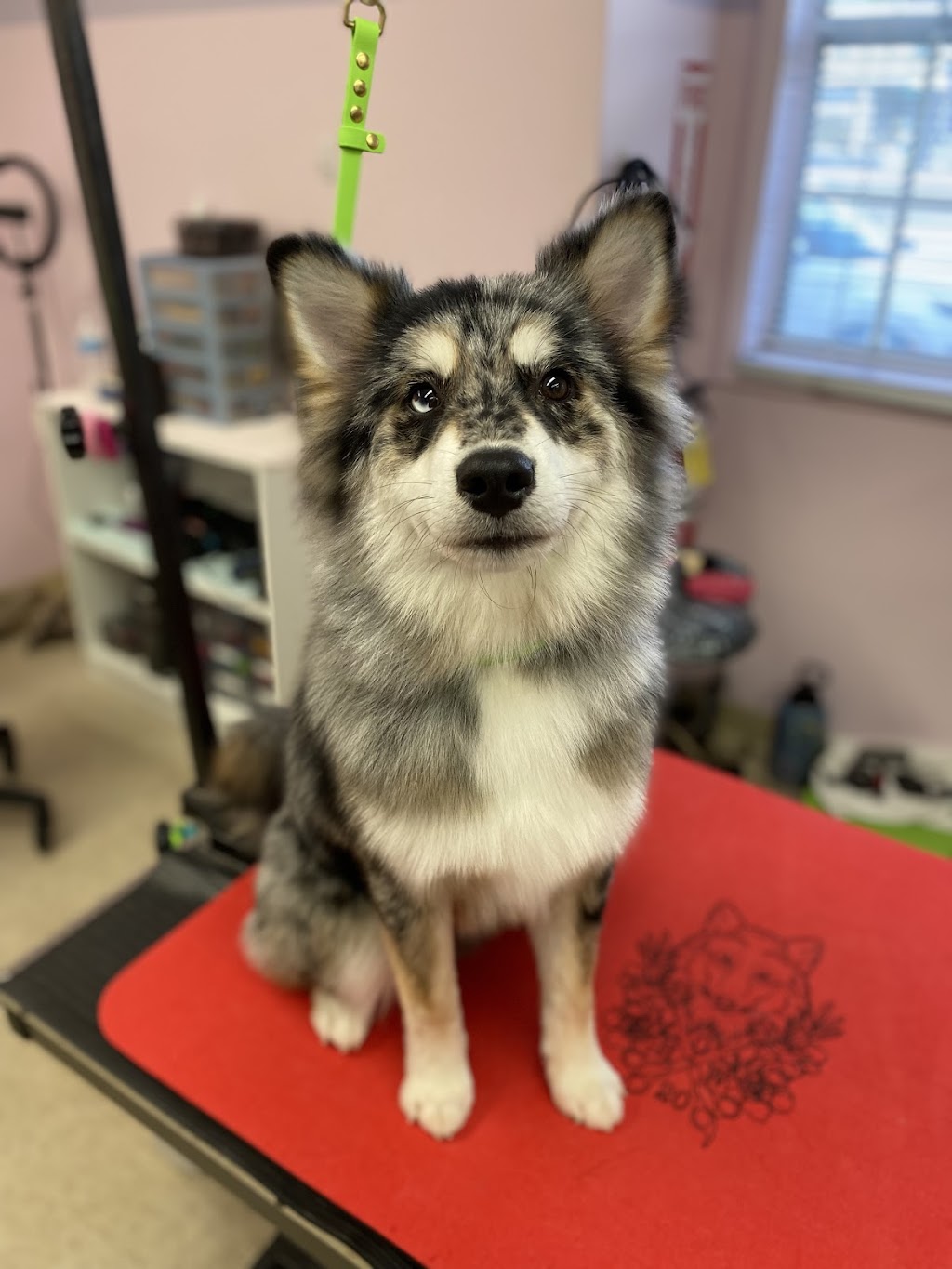 Pets Hawaii Grooming Salon