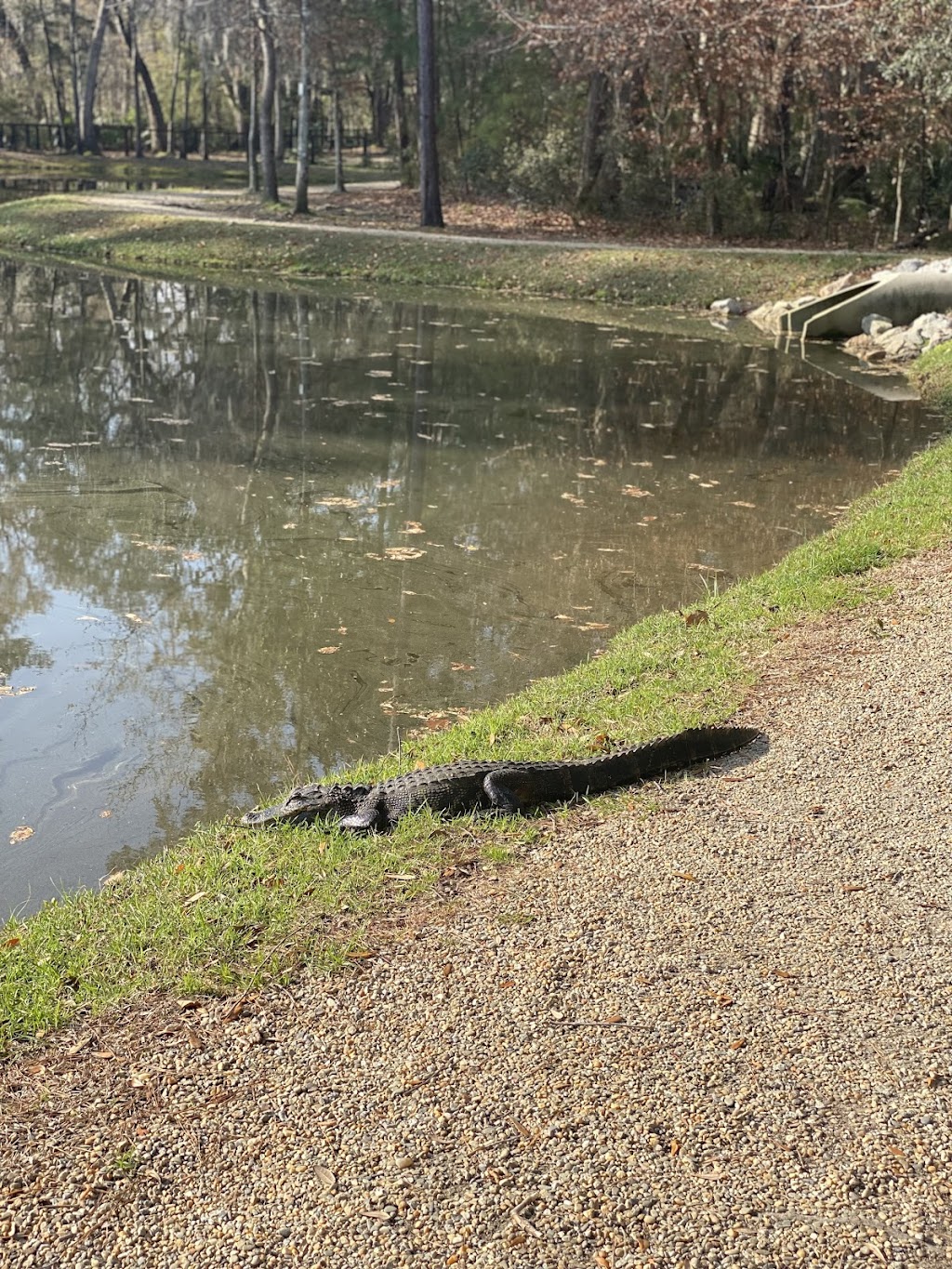 Bees Ferry Dog Park (West Ashley)