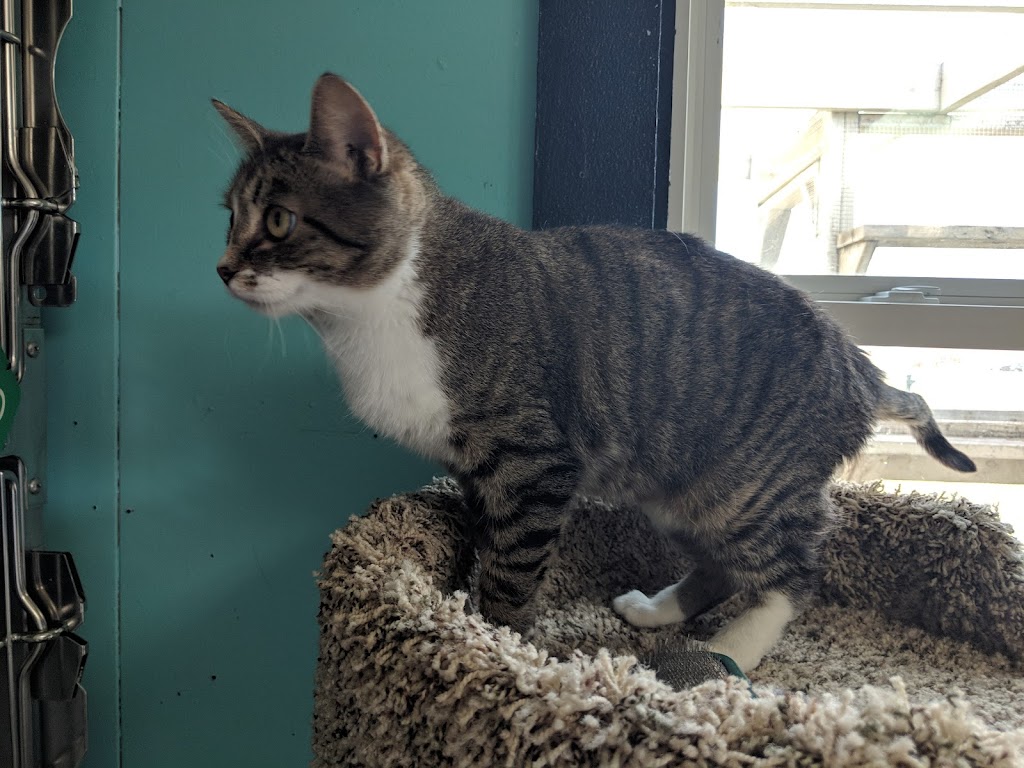 Humane Society of Monroe County