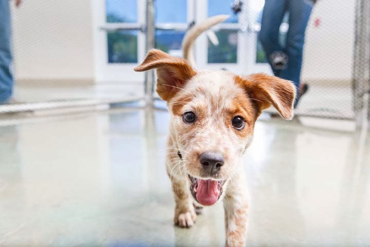 Arizona Humane Society