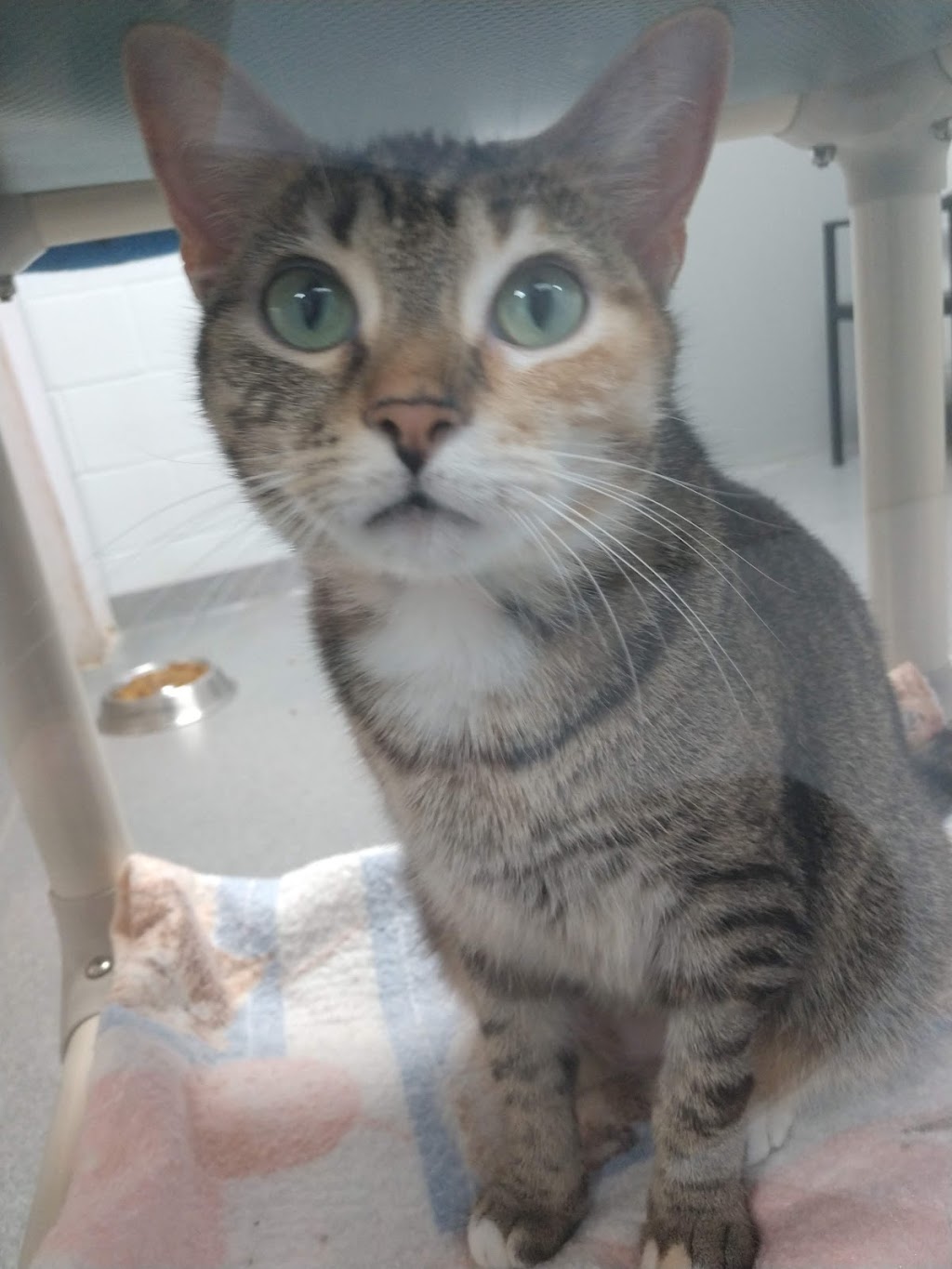Tuscarawas County Humane Society